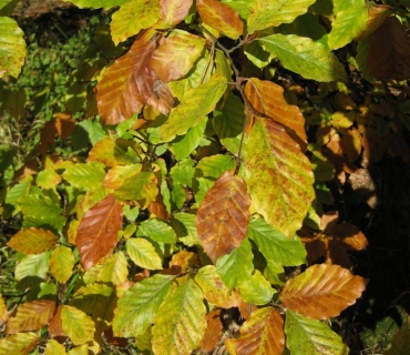 Obec Trotina